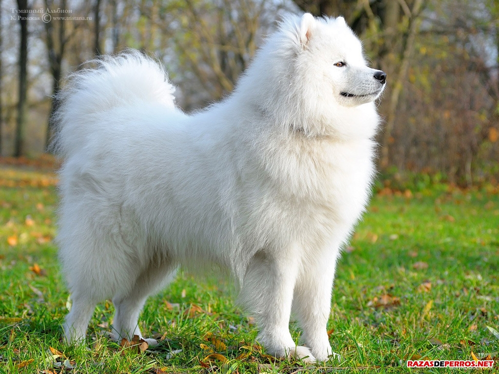 El perro Samoyedo » Razas de Perros