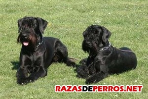 Schnauzer Gigante - RazasDePerros.net