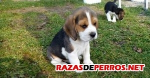 cachorro-beagle